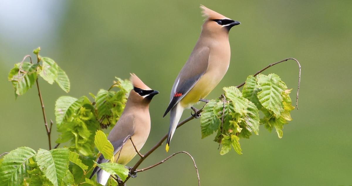 Two cedar waxwings, possibly pondering whether or not Ross and Rachel will ever get back together (oh wait no that's me as I write this chapter between binge watching Friends)